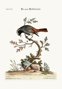 The Grey Redstart